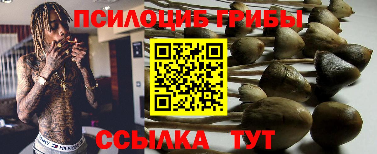 Псилоцибиновые грибы Psilocybe Тайшет